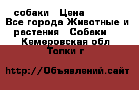 собаки › Цена ­ 2 500 - Все города Животные и растения » Собаки   . Кемеровская обл.,Топки г.